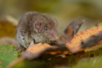 Belozubka seda - Crocidura suaveolens - Lesser Shrew 3987